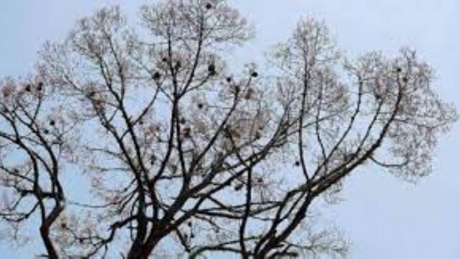 حشرات تحرم لبنان من «ذهبه الأبيض».. تفاصيل