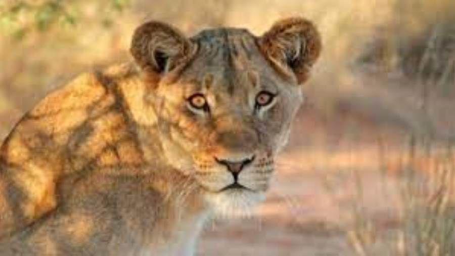 نفوق لبوة بسبب كورونا في الهند