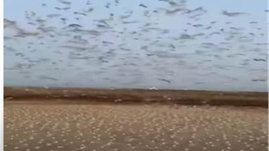 شاهد.. جزيرة يغطيها البيض في ظاهرة غريبة تشهدها الكويت