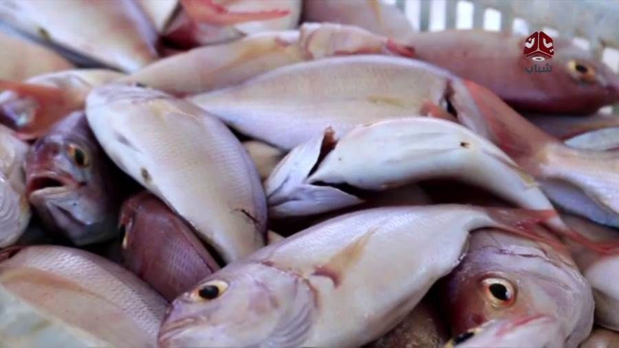 تعرف على أسعار بعض أصناف أسماك بحر المكلا
