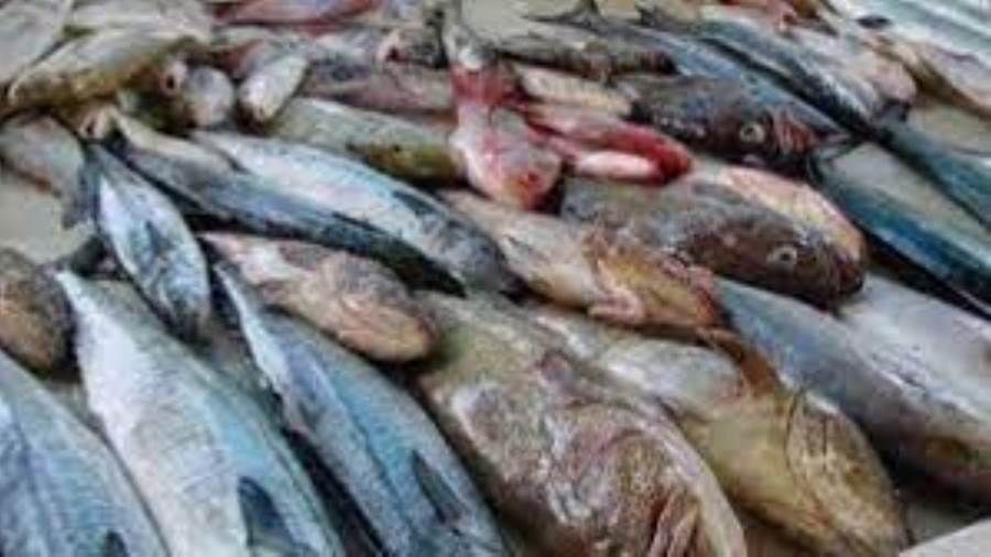تعرف على أسعار بعض أصناف أسماك بحر المكلا