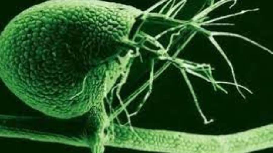 طبيب يحذر من عادة يومية تصيب بالفطر الأسود.. اعرف التفاصيل