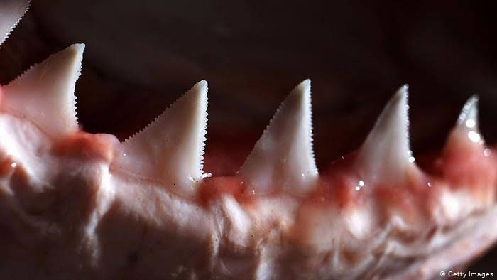 جميع أسماك القرش في البحار والمحيطات كادت ستموت بسبب هذا الحدث الغامض.. شاهد مالذي حدث ( تفاصيل مع الصور )