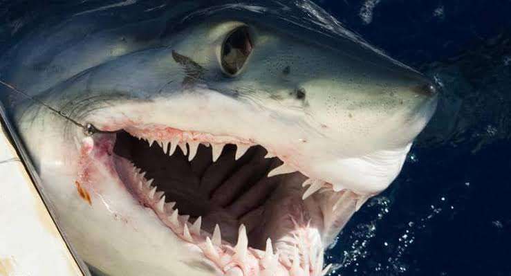 جميع أسماك القرش في البحار والمحيطات كادت ستموت بسبب هذا الحدث الغامض.. شاهد مالذي حدث ( تفاصيل مع الصور )