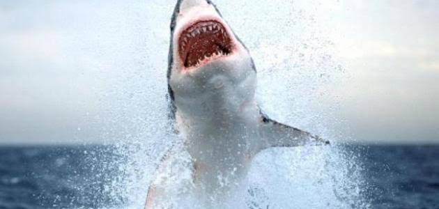 جميع أسماك القرش في البحار والمحيطات كادت ستموت بسبب هذا الحدث الغامض.. شاهد مالذي حدث ( تفاصيل مع الصور )