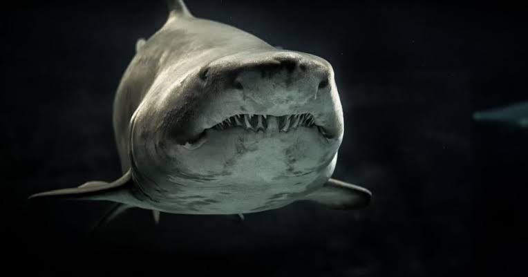 جميع أسماك القرش في البحار والمحيطات كادت ستموت بسبب هذا الحدث الغامض.. شاهد مالذي حدث ( تفاصيل مع الصور )