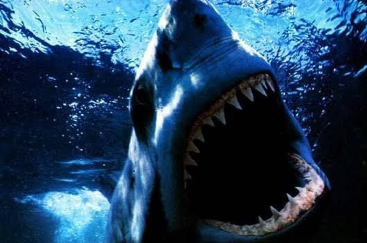 جميع أسماك القرش في البحار والمحيطات كادت ستموت بسبب هذا الحدث الغامض.. شاهد مالذي حدث ( تفاصيل مع الصور )