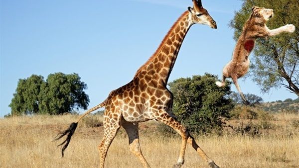 قتال شرس بين زرافة عملاقة وثمان لبؤات مفترسة.. شاهد النتيجة بالفيديو