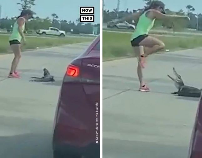 رغم ارتدائها “شورت”.. شاهد: أمريكية تحاول إبعاد “تمساح” عن الطريق بقدميها