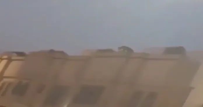 أسد مفترس يتسلق منزل في الرياض.. وزئيره يغلق حي الرمال ويحوله لشارع أشباح (فيديو)