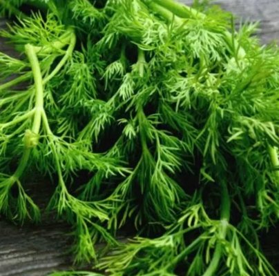 موجودة بكل مطبخ.. هذه العشبة الشهيرة أقوى مصفي للجسم من السموم وتخفض الكوليسترول بشكل جبار !!