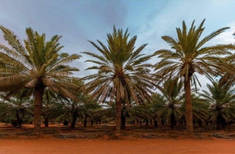 بيان رسمي يكشف عن ترتيب السعودية عالمياً بشأن تصدير التمور.. والقيمة المالية للصادرات
