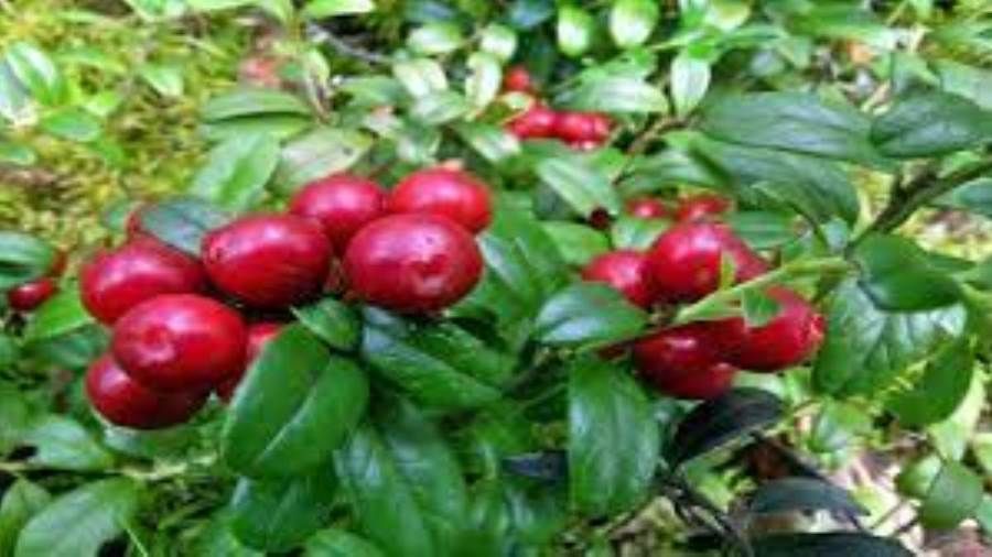 ما هي أفضل المواد الغذائية لصحة الدماغ؟