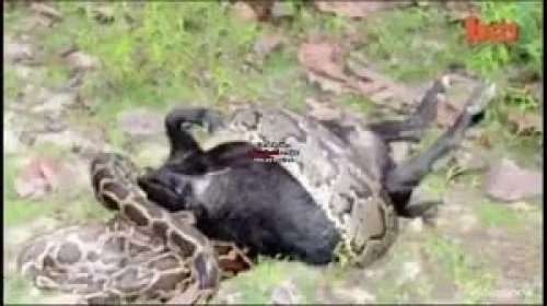 شوف دلوقتي: أفعى الأناكوندا المرعبة تلتهم ‘‘بقرة بأكملها‘‘ وهي حية ... وحينما حاول المزارع إنقاذها كانت الصدمة (فيديو مرعب لأصحاب القلوب القوية)