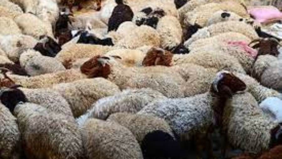 وزارة الزراعة المصرية تكشف عدد أضاحي العيد