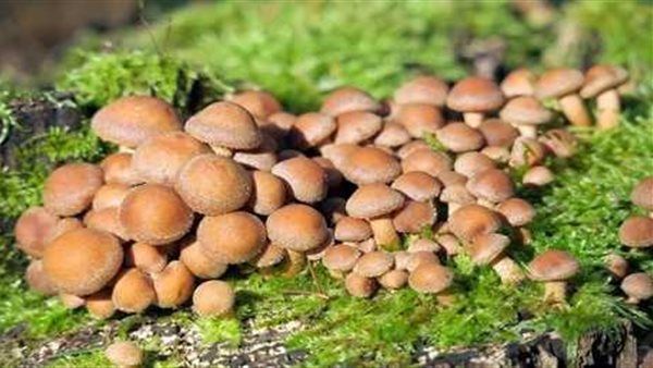 بعض أنواع الفطر تحميك من السرطان.. ما القصة؟