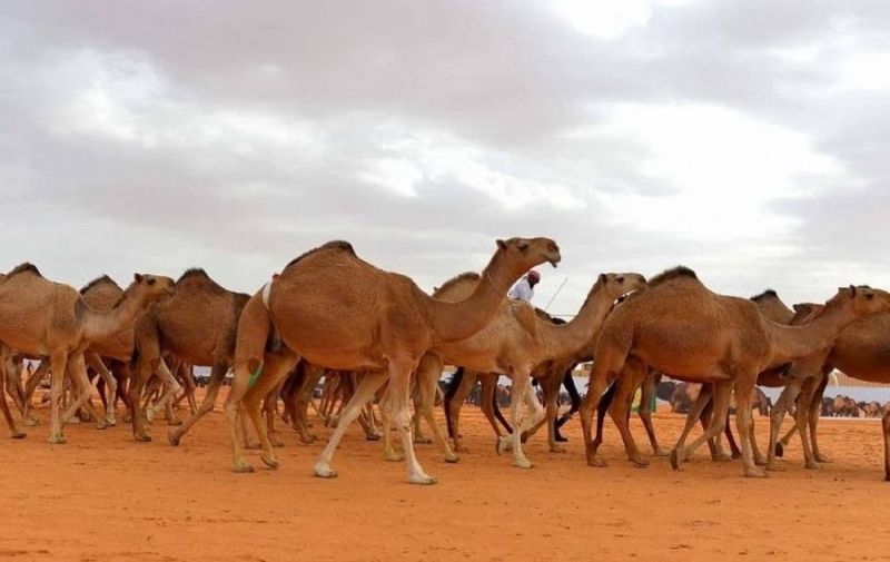 منح ملاك الإبل والمواشي غير السعوديين مهلة جديدة للعودة إلى دولهم تنتهي في هذا الموعد!