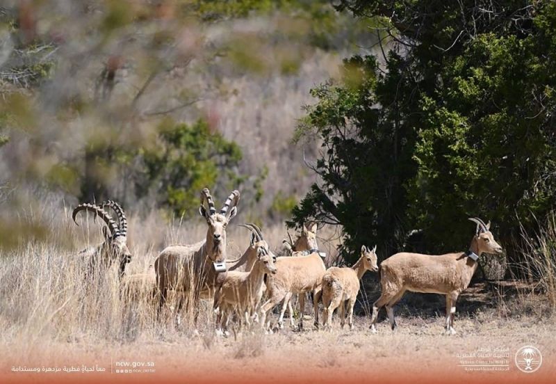 السعودية: بالصور.. شاهد لحظة إطلاق 23 وعلًا جبليًا مهددًا بالانقراض بالسودة