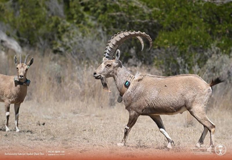 السعودية: بالصور.. شاهد لحظة إطلاق 23 وعلًا جبليًا مهددًا بالانقراض بالسودة