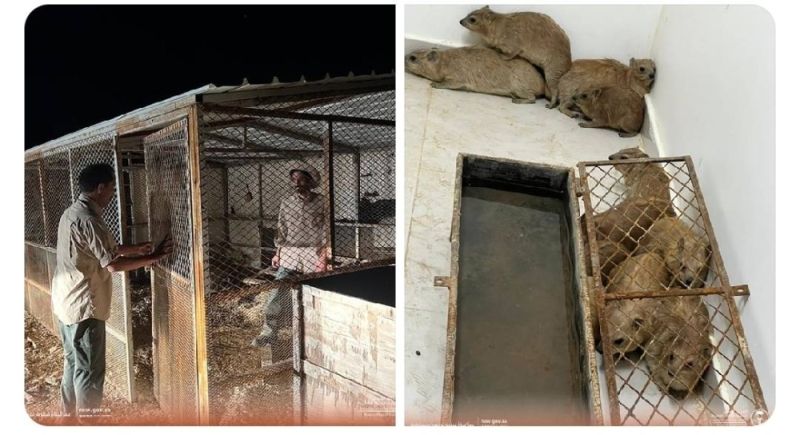 السعودية.. بالصور.. ضبط حظيرة بداخلها أكثر من 45 وبرا بريا بعد تفتيشها