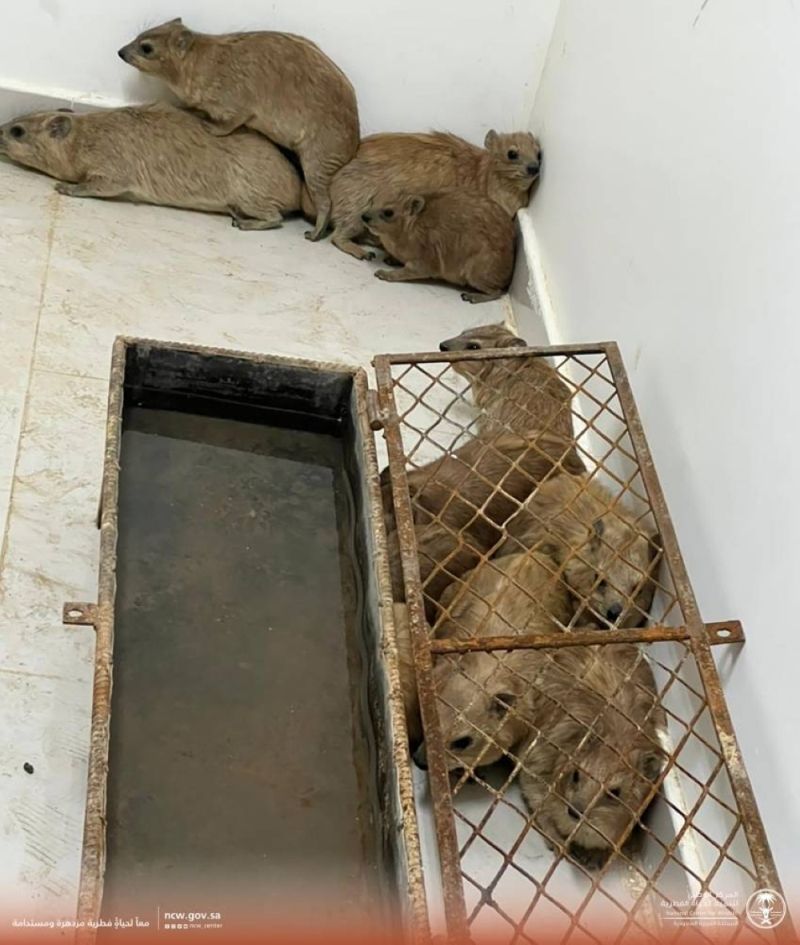 السعودية.. بالصور.. ضبط حظيرة بداخلها أكثر من 45 وبرا بريا بعد تفتيشها