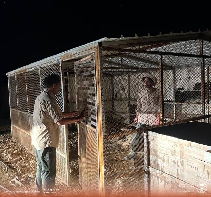 السعودية.. بالصور.. ضبط حظيرة بداخلها أكثر من 45 وبرا بريا بعد تفتيشها