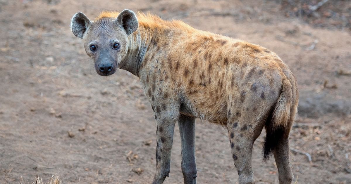 الإمارات.. العثور على الضبع المتجول بخورفكان نافقًا