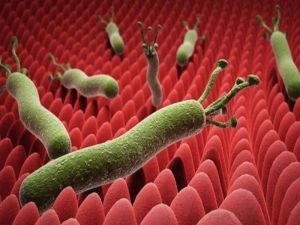 وداعًا لجرثومة المعدة.. مشروب بسيط مع زيت الزيتون على الريق ينهي المرض الذي حيّر العالم