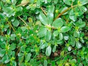 نبته معجزة تقضي على السرطان تماما وتنمو في الشتاء سعودي يكشف وصفه