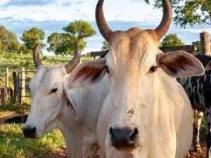 ليست في السعودية .. أغلى بقرة توجد في هذه الدولة وسعرها 4 ملايين دولار وسبب صادم لارتفاع ثمنها