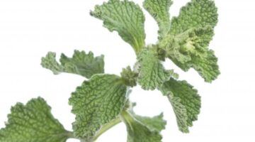 عشبة رخيصة الثمن متوفرة في كل مطبخ تعالج النقرس وآلام المفاصل ولها فوائد أخرى..تعرف عليها