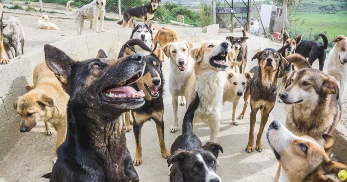 الكويت.. أنباء عن وفاة طفلة بهجوم للكلاب في مسايل