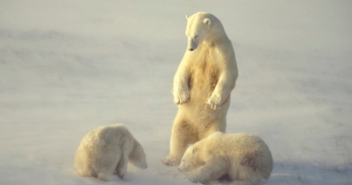 سترات ألياف مستوحاة من فراء الدب القطبي