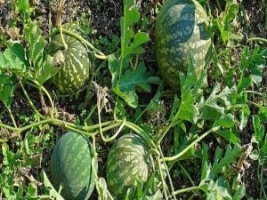 أقوى من إبرة الانسولين ..نبتة جبارة بسعر التراب تخفض مستويات السكرفي الدم خلال دقائق (تعرف عليها)