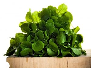 لو علمت المرأة فوائد الجرجير لزرعته تحت السرير .. اتفرج الفيديو (للمتزوجين فقط)