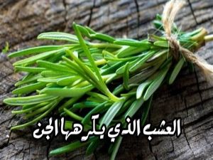 يخاف منه الجن. العشبة المعجزة تعالج الحسد والسحر والمس العاشق !