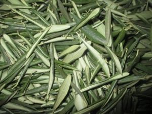 اوراق هذه الشجرة أذهلت الأطباء..تخفض ضغط الدم وتقلل الكوليسترول ووقاية من مخاطر السرطان