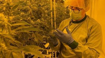 ألمانيا تتجه لإقرار تشريع يسمح بـ زراعة القنب في المنزل