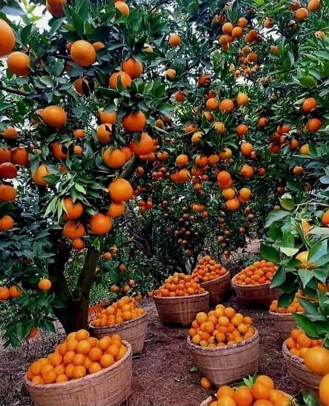 يافا.. مدينة تاريخية ربطت فلسطين بالعالم (فيديو إرم)