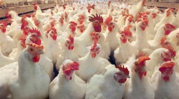 شركة أمريكية تعدم 1.6 مليون دجاجة بعد اكتشاف هذا المرض