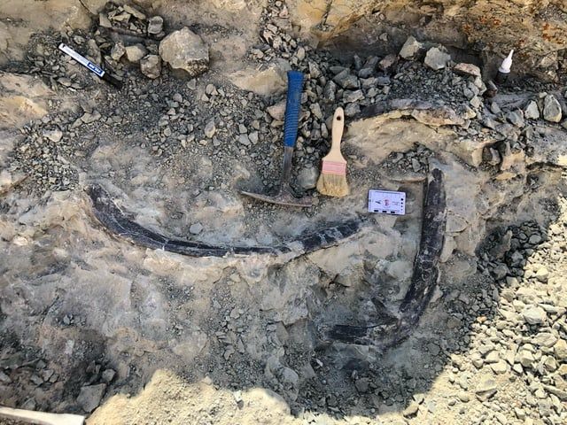 اكتشاف نوع جديد من الديناصورات في المغرب (صور)