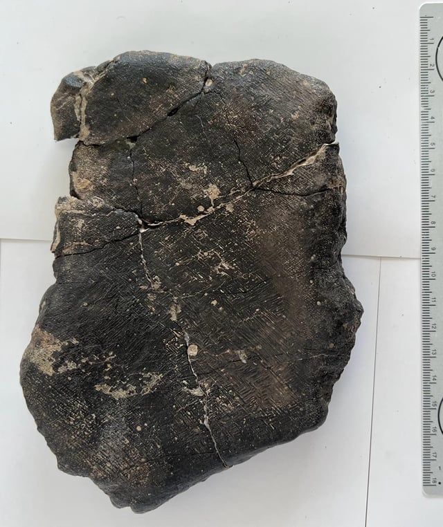 اكتشاف نوع جديد من الديناصورات في المغرب (صور)