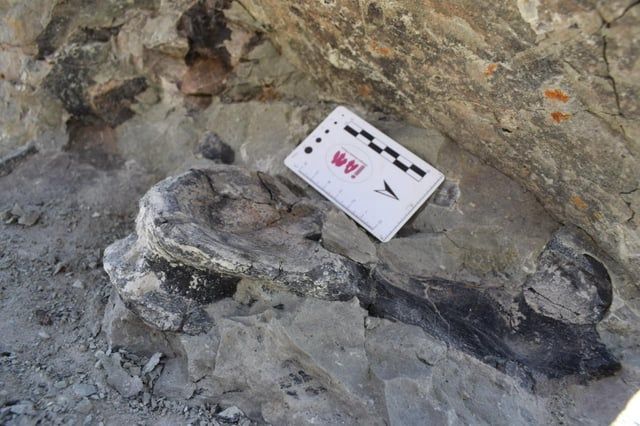 اكتشاف نوع جديد من الديناصورات في المغرب (صور)