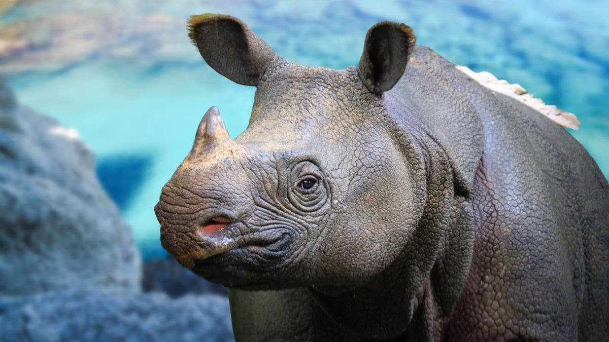 ظهور صغير وحيد قرن مهدد بالانقراض في إندونيسيا (فيديو)