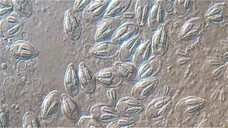 هل تعلم ما هو أصغر حيوان على وجه الأرض؟