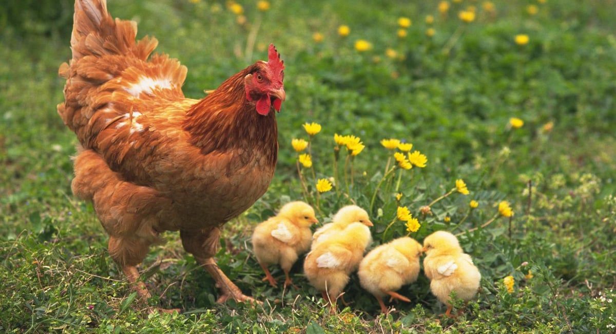 دجاج معدل وراثيا يبشر بمكافحة "إنفلونزا الطيور"