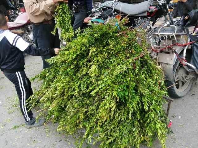 أغصان "الآس" تظلل قبور الراحلين في أول أيام العيد.. ما السبب؟