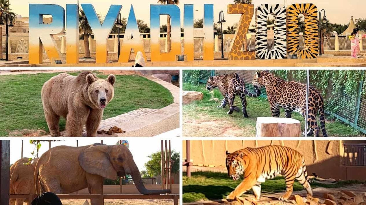 تمتع بالعيد | كم سعر تذكرة حديقة حيوان الرياض ومواعيدها وأسعار التذاكر - موقع الخليج الان