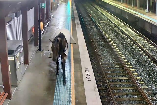 بمشهد غريب.. حصان ينتظر القطار في محطة أسترالية (صور)