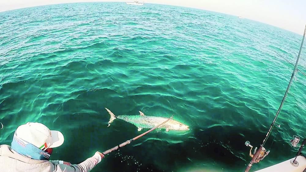 البحث عن أكبر سمكة كنعد في الظفرة